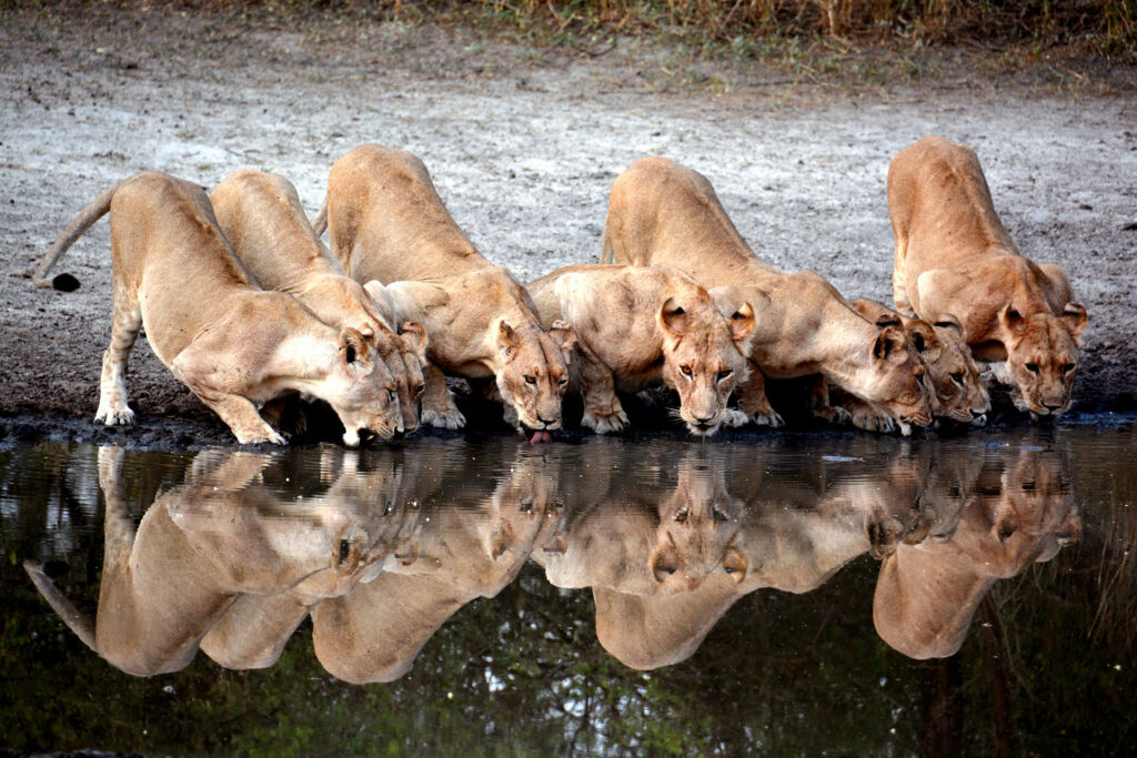 Lions drinking in Africa | Planet Africa Safaris for luxury African Safari travel | January Blog 2022