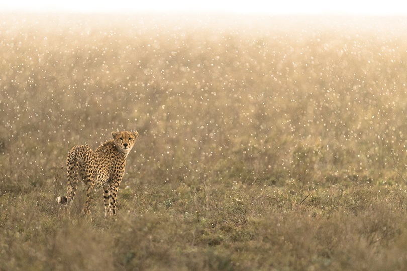 Image showing cheetah in rainy season in Tanzania's Serengeti on Great Migration safari | Planet Africa Safaris | Blog | Namiri Plains Camp