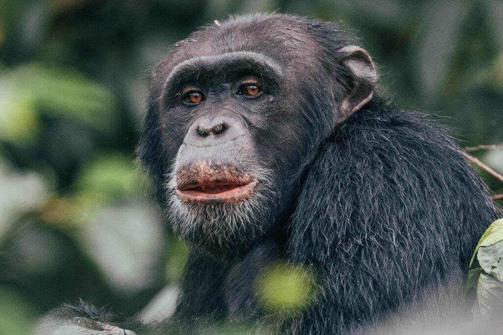 Image showing chimpanzee seen on a chimpanzee habituation experience in Tanzania during a tailor-made safari with Planet Africa Safaris | Blog