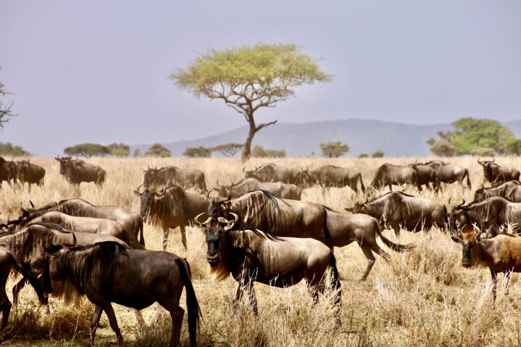 Image showing wildebeest grazing in Tanzania's Serengeti on Great Migration safari | Planet Africa Safaris | Blog | Kai Putter