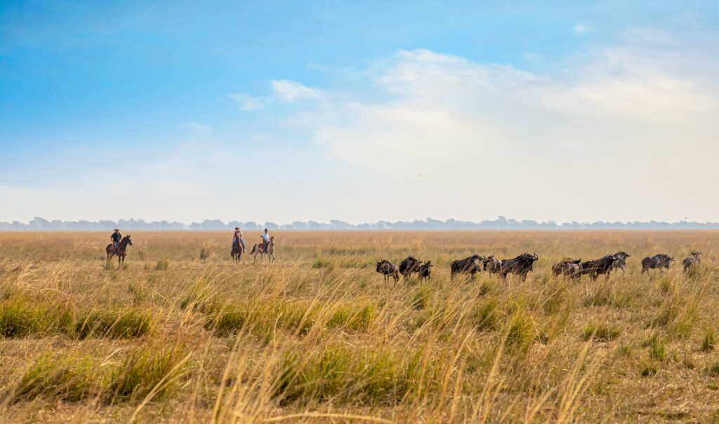 Image showing Zambian Horseback Safaris with herd of wildebeest in Simalaha Wildlife Conservancy as arranged by Planet Africa Safaris | tailor-made safari itineraries in Africa | Blog