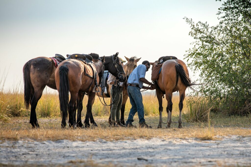 Image showing horses at Zambian Horseback Safaris in Simalaha Wildlife Conservancy as arranged by Planet Africa Safaris | tailor-made safari itineraries in Africa | Blog