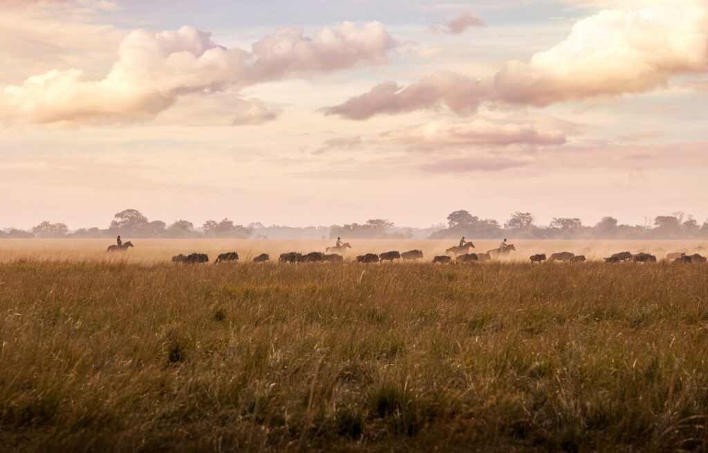 Image showing Zambian Horseback Safaris alongside wildebeest herd in Simalaha Wildlife Conservancy as arranged by Planet Africa Safaris | tailor-made safari itineraries in Africa | Blog