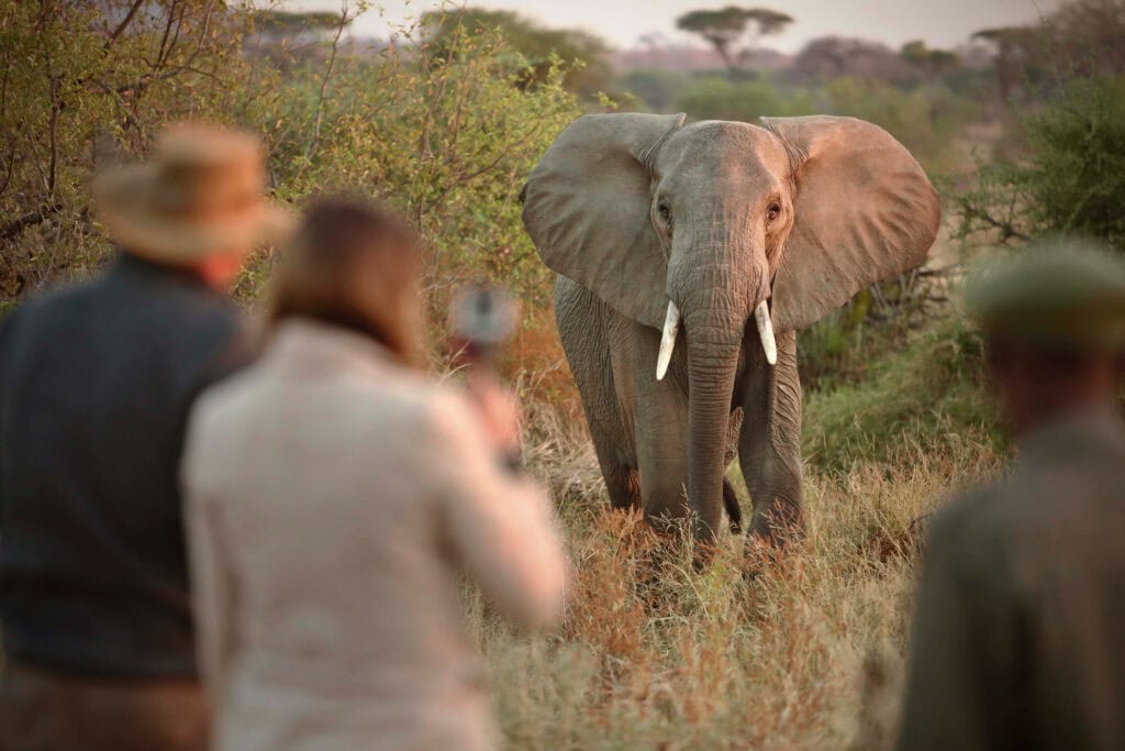 Image showing elephant on a walking safari in Tanzania's Ruaha during a tailor-made safari with Planet Africa Safaris | Blog