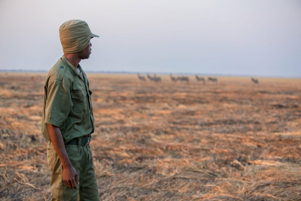 Image showing guide watching over wildebeest in Simalaha Wildlife Conservancy as arranged by Planet Africa Safaris | tailor-made safari itineraries in Africa | Blog