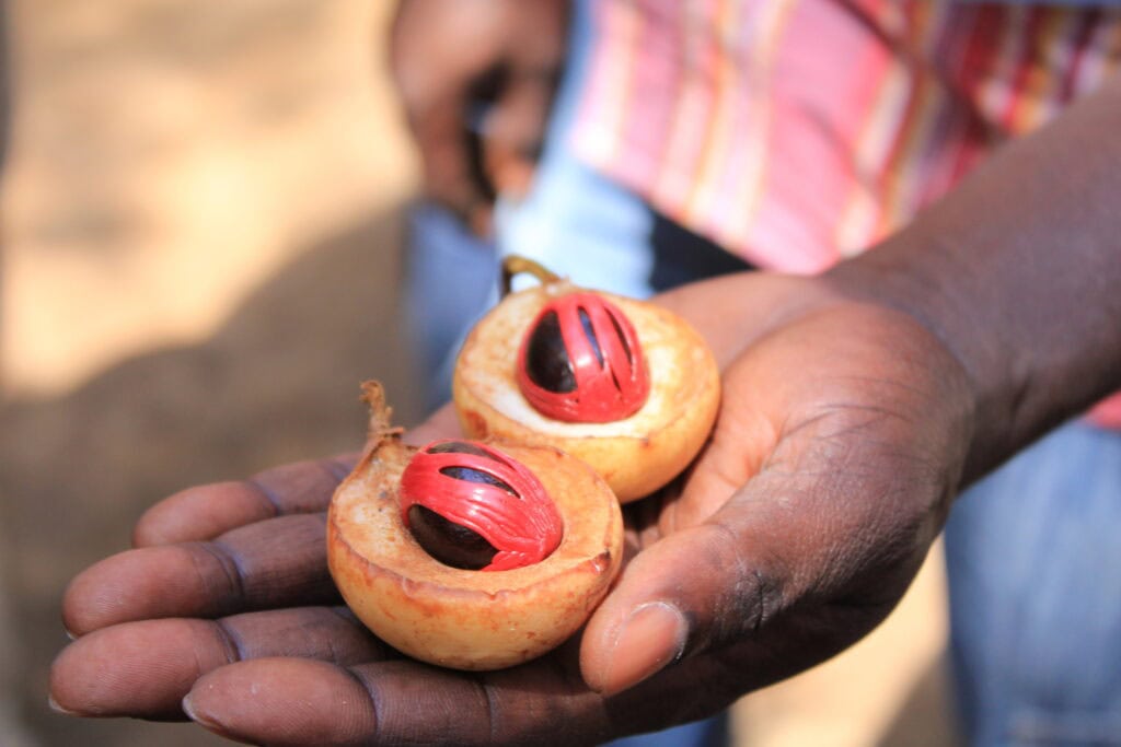 Image of a local guide showing off the fascinating fruits of Zanzibar during a spice tour of the island | Planet Africa Safaris | Blog