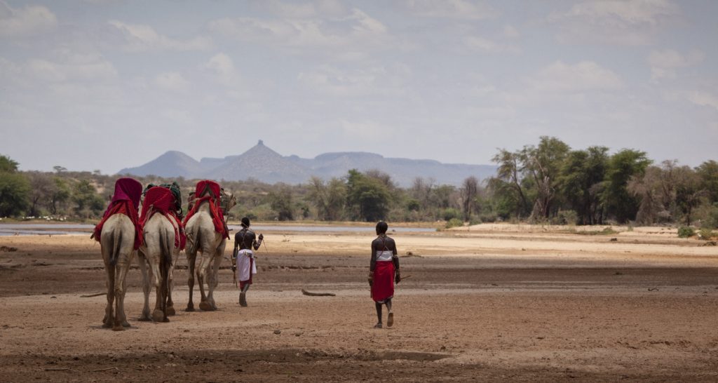 Image of Maasai members leading animals across the plains of Samburu in Kenya | Planet Africa Safaris | Blog | Which Destination To Visit in Africa Each Month