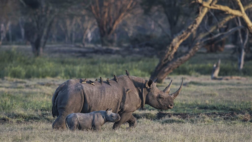 Kenya's Lewa Conservation Black Rhino on African Safari Game Drive | Planet Africa Safaris Blog | January 2022