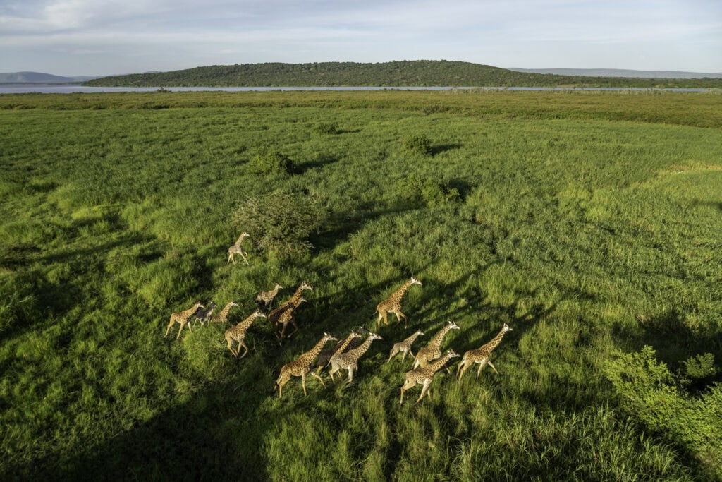 Magashi Giraffe on African Safari Game Drive | Planet Africa Safaris Blog | January 2022