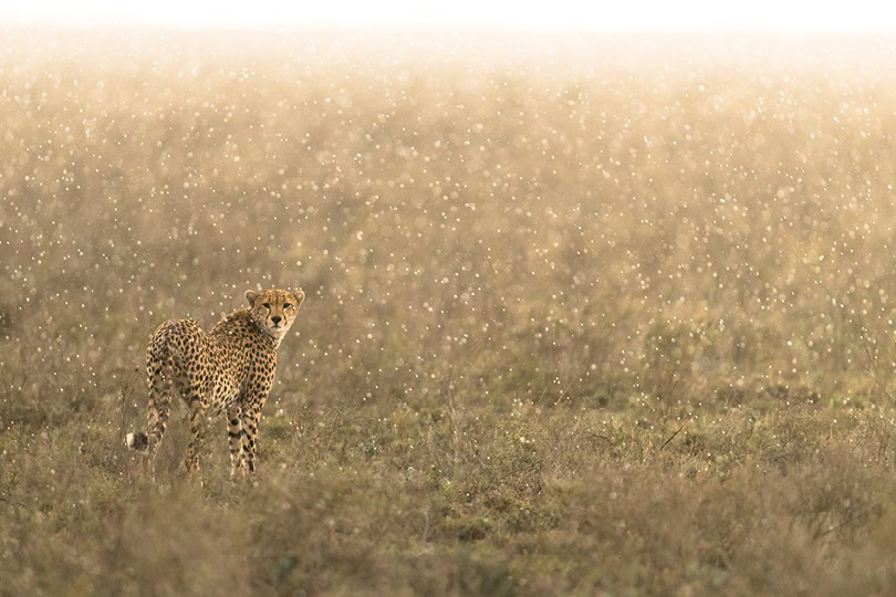 Image showing cheetah in rainy season in Tanzania's Serengeti on Great Migration safari | Planet Africa Safaris | Blog | Namiri Plains Camp