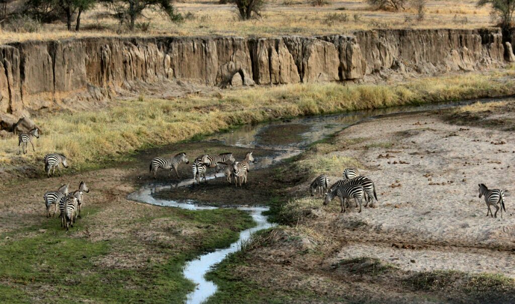Image showing zebras in drying river bed on safari in Tanzania's Serengeti | Planet Africa Safaris | Blog | Joel Herzog