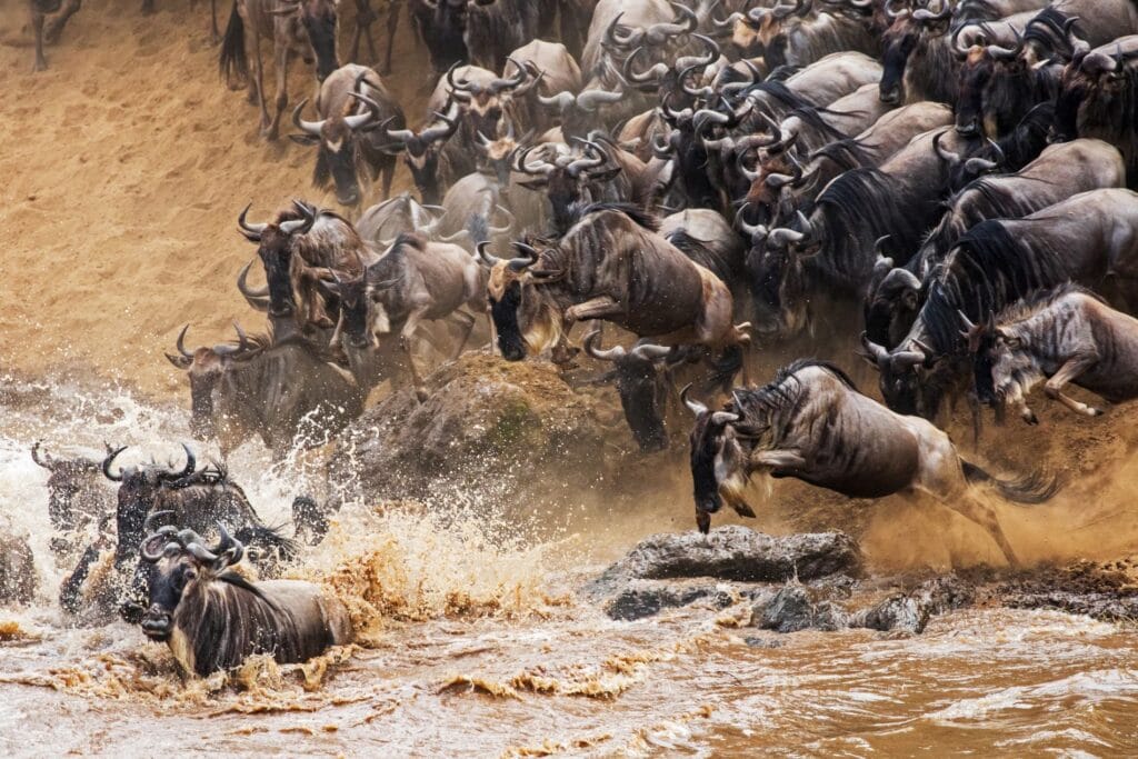 Image showing wildebeest grazing in Tanzania's Serengeti on Great Migration safari | Planet Africa Safaris | Blog | Angama Mara